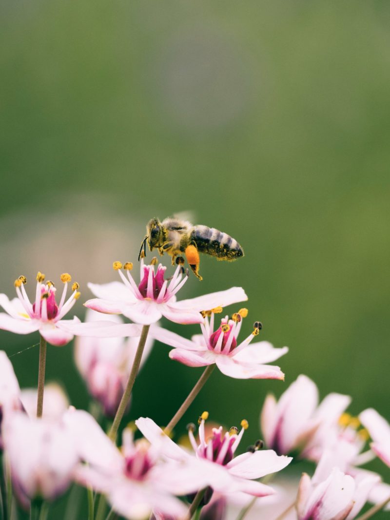 Savez-vous que le pollen d'abeille possède de nombreux bienfaits